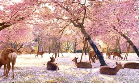 Video: ciervos descansan bajo los cerezos en flor en Japón