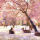 Video: ciervos descansan bajo los cerezos en flor en Japón