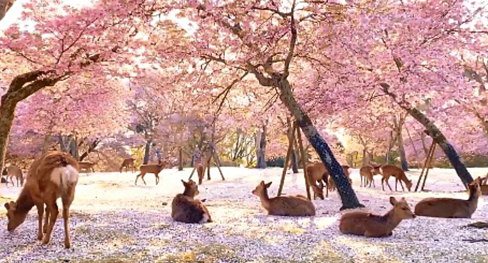 Video: ciervos descansan bajo los cerezos en flor en Japón