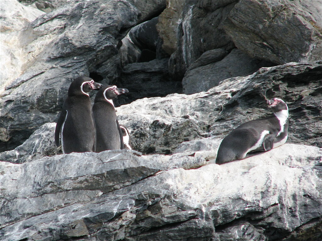 Pinguinos de Humboldt