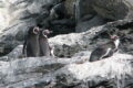 Pinguinos de Humboldt