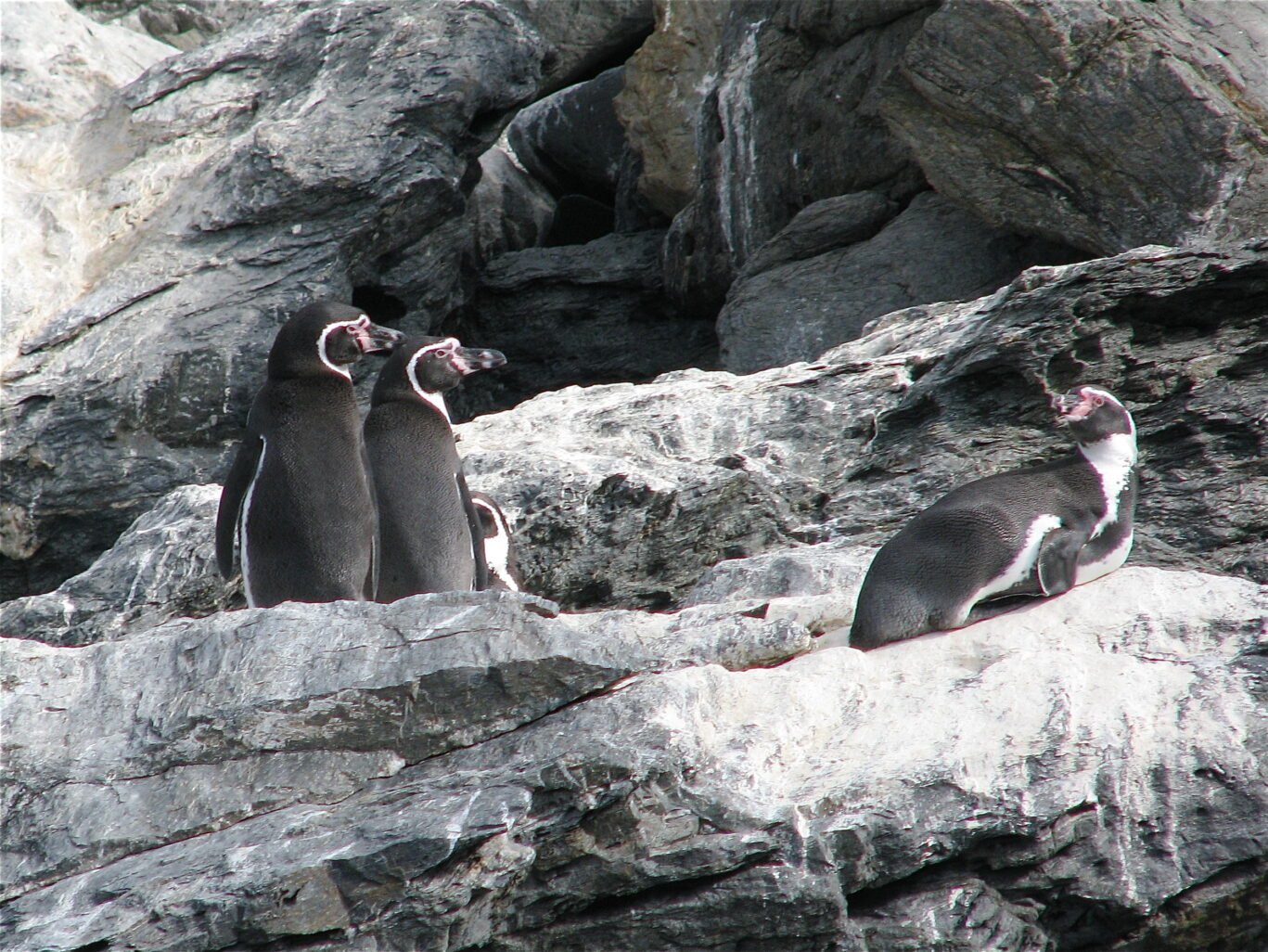 Pinguinos de Humboldt