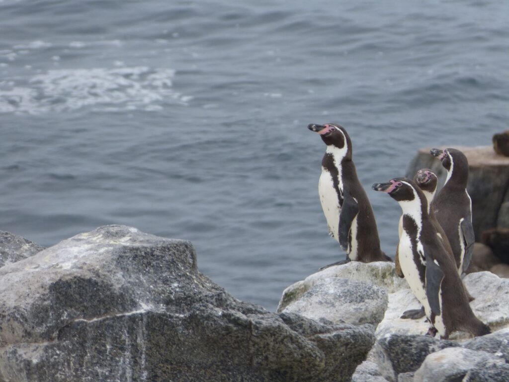 Reserva Nacional Pingüino de Humboldt