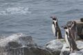 Reserva Nacional Pingüino de Humboldt