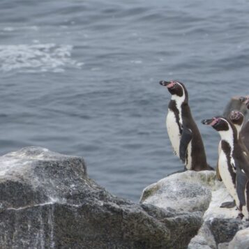 Reserva Nacional Pingüino de Humboldt