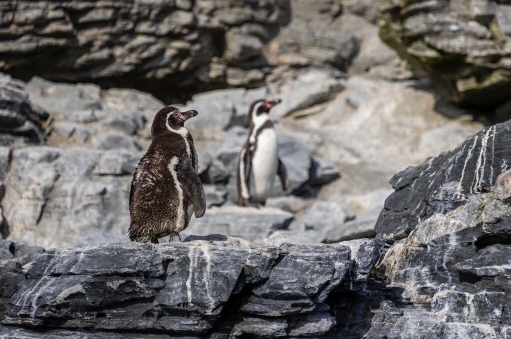 Reserva Nacional Pingüino de Humboldt