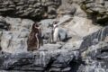 Reserva Nacional Pingüino de Humboldt