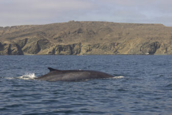 Ballenas Chañaral de Aceituno