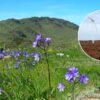El Parque Eólico Carica amenaza la biodiversidad de Fray Jorge