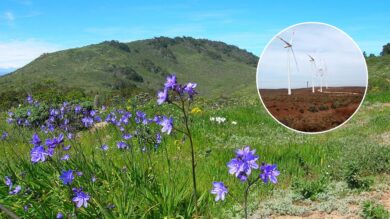 El Parque Eólico Carica amenaza la biodiversidad de Fray Jorge