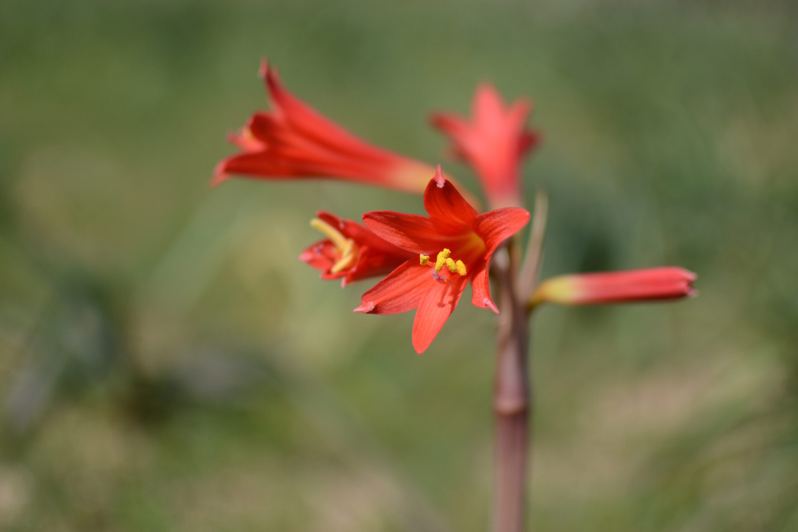 Añañuca (Myostemma advena)