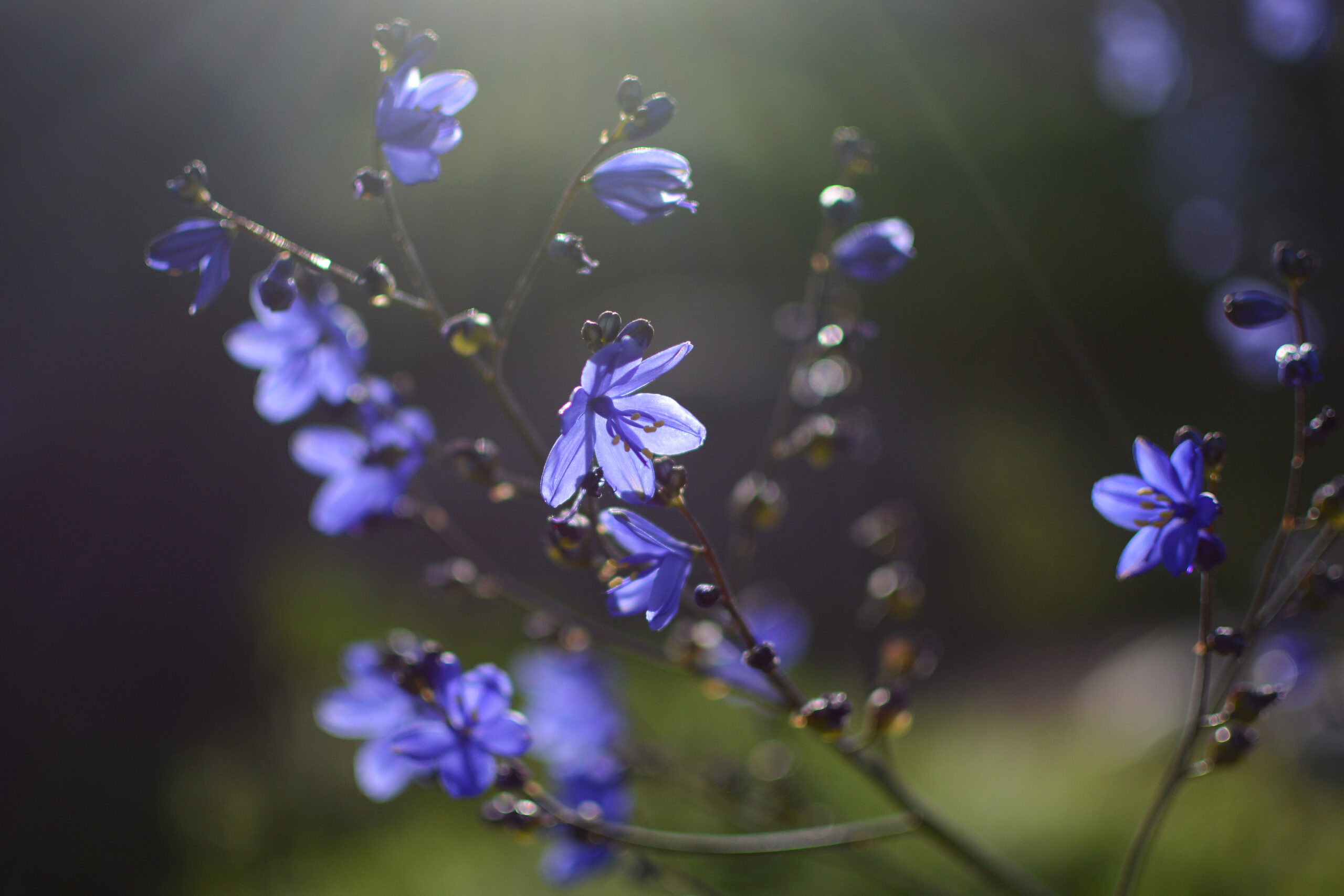 Azulillo (Pasithea caerulea)