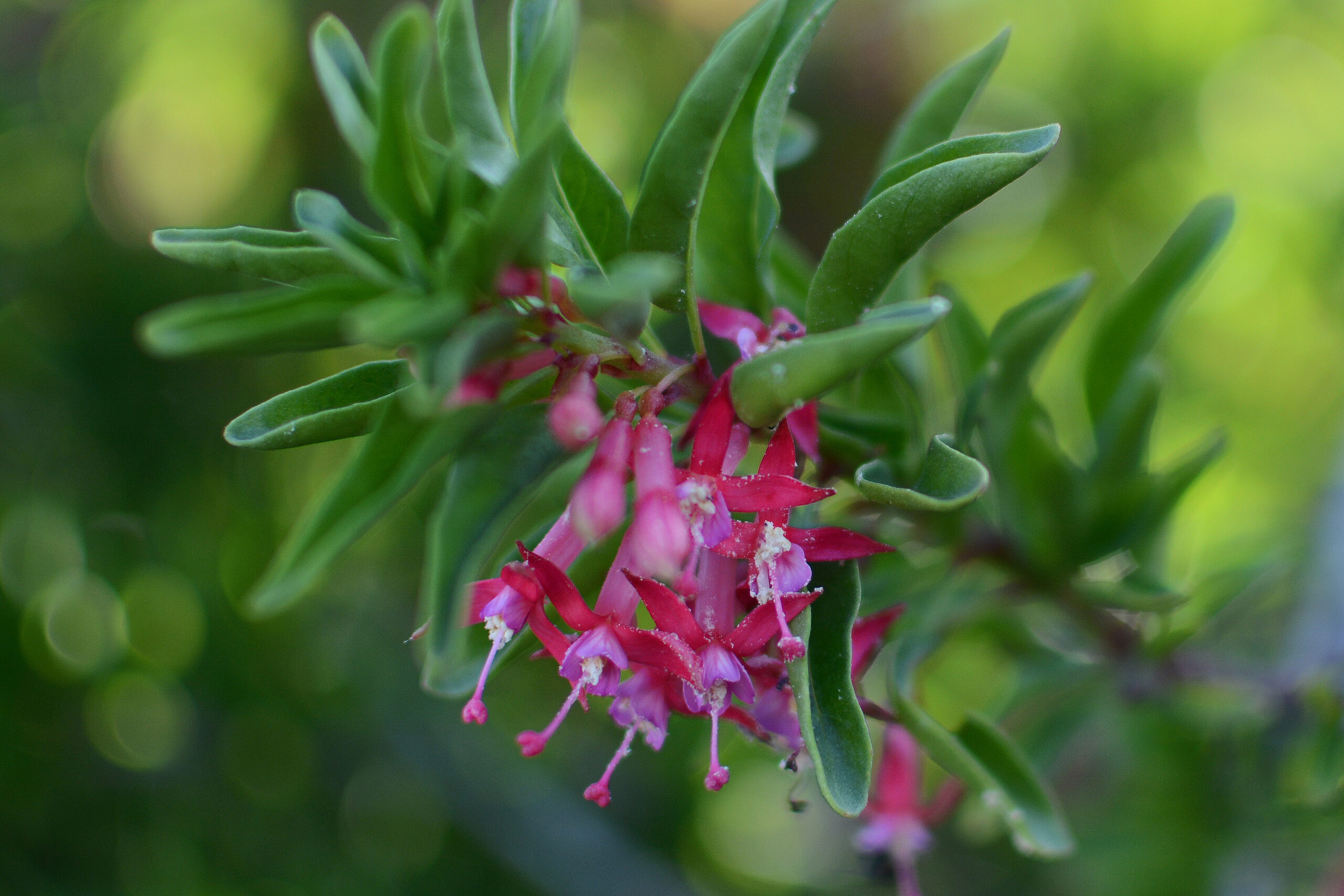 Chilco del norte, palo de yegua (Fuchsia lycioides)
