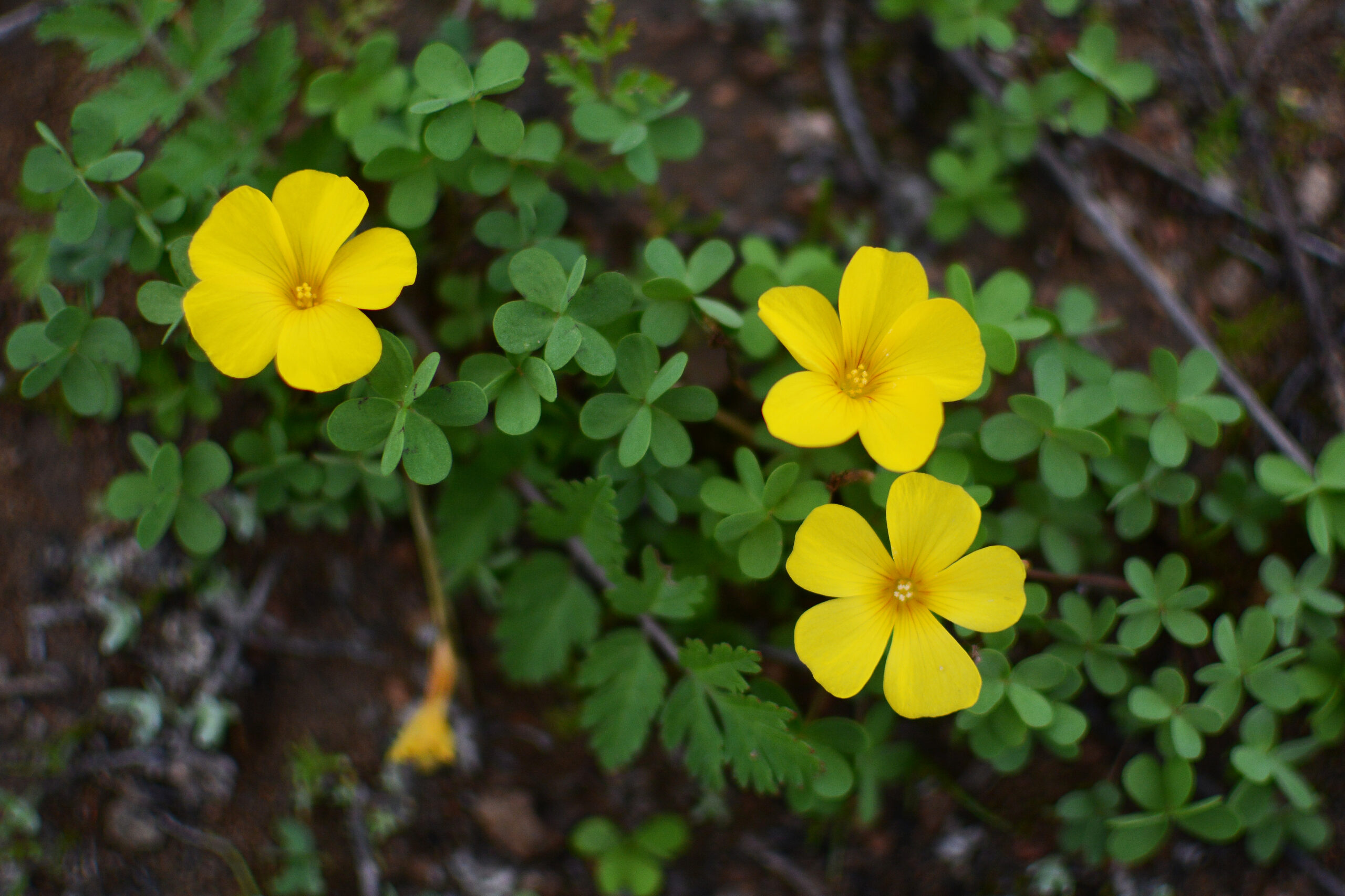Churqui, Churco (Oxalis gigantea)