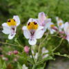 Lirio del campo, Alstroemeria (Alstroemeria magnifica)