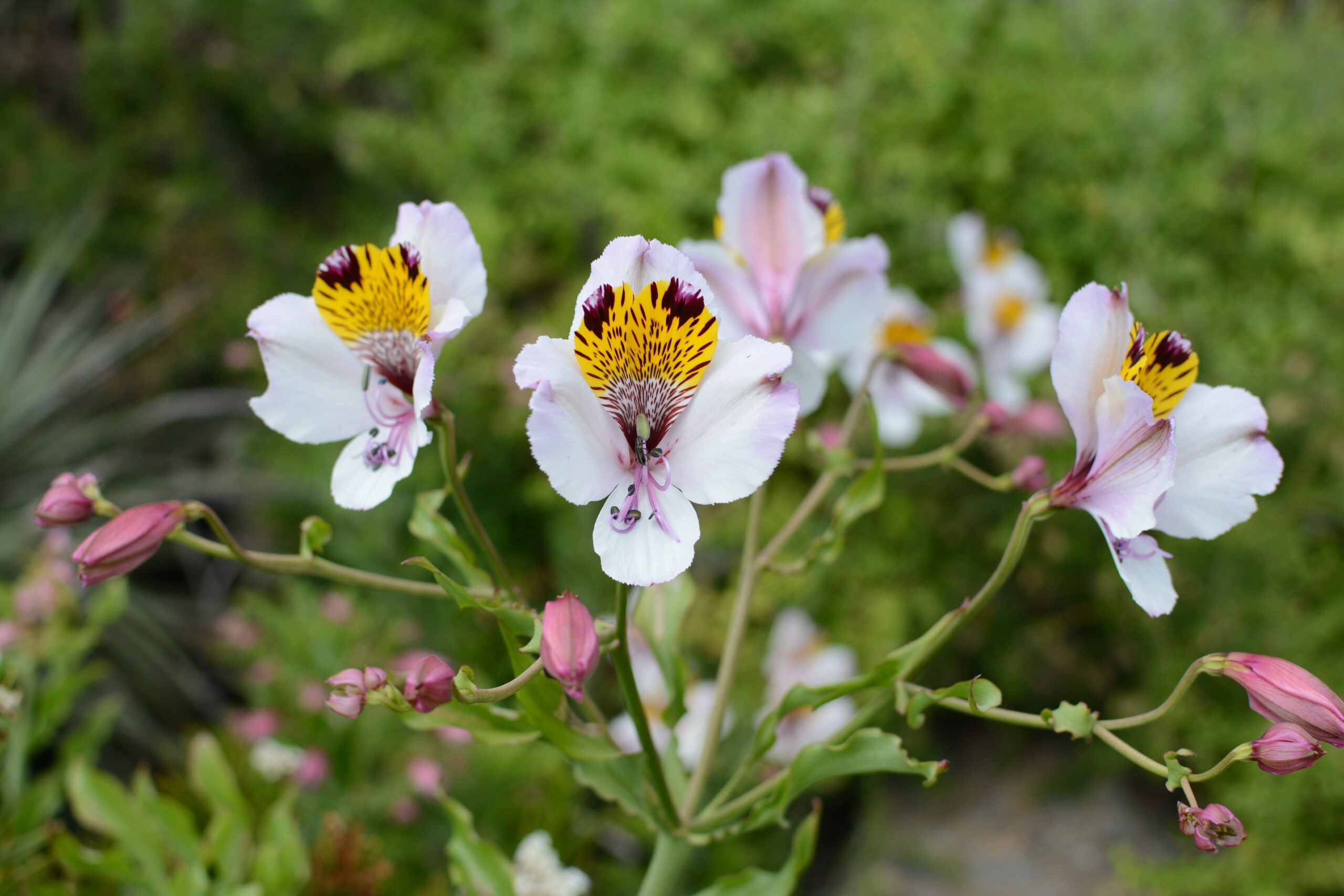 Lirio del campo, Alstroemeria (Alstroemeria magnifica)