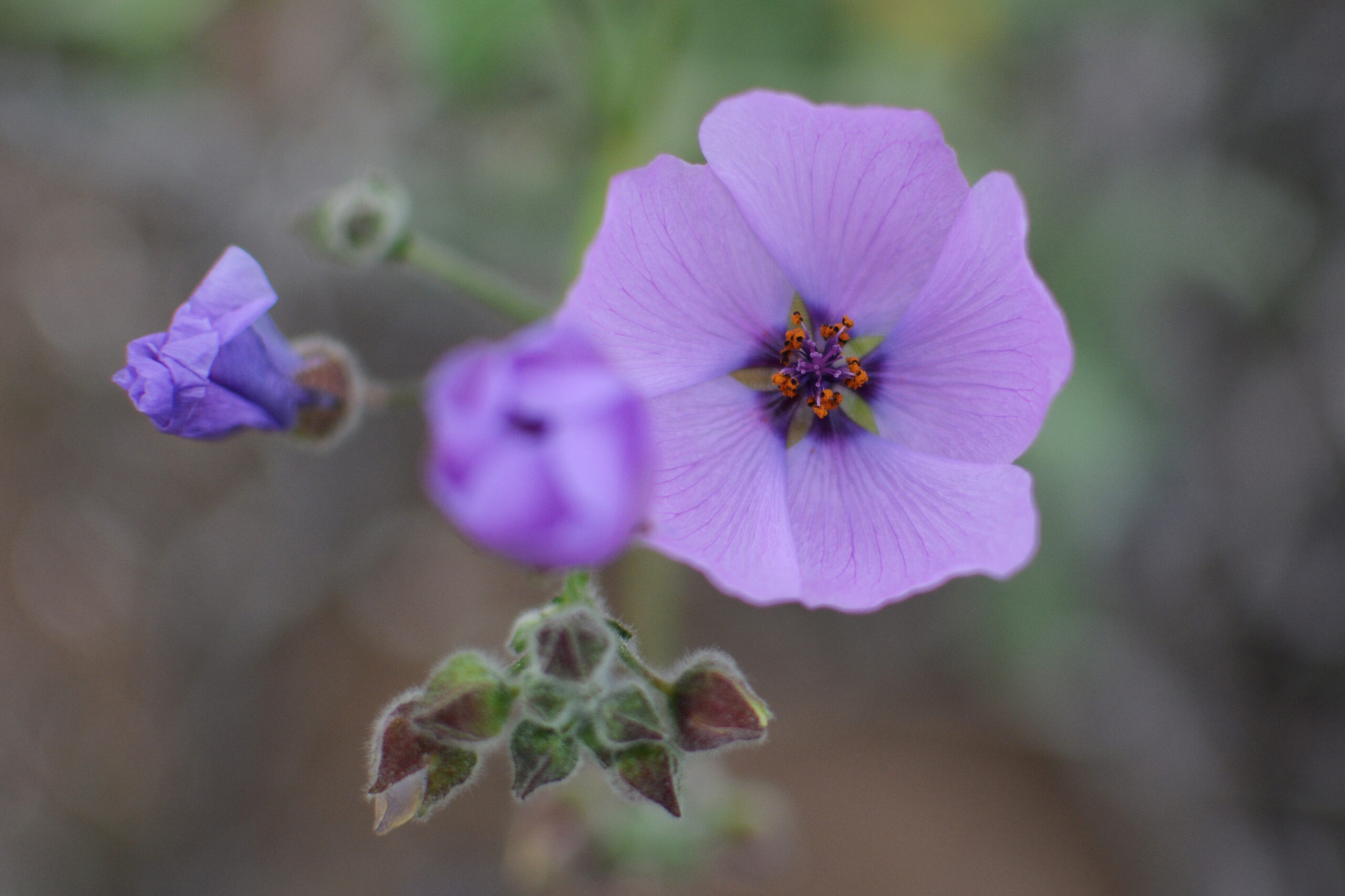 Malvilla (Cristaria calderana)