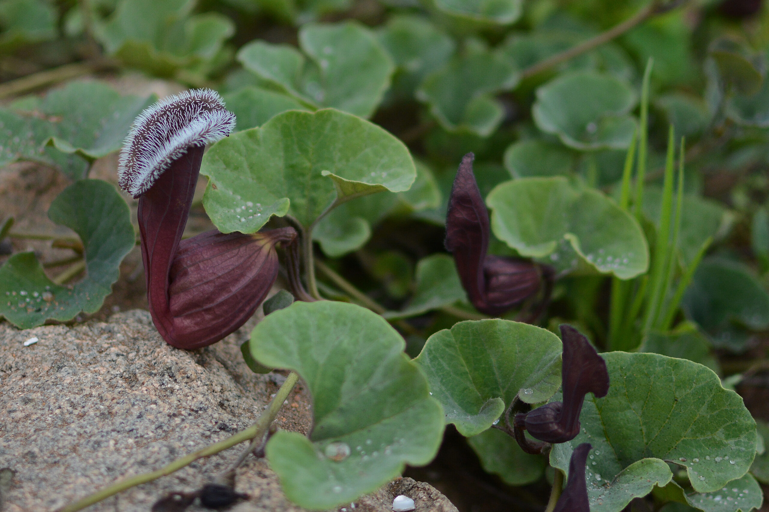 Oreja de zorro (Aristolochia chilensis)