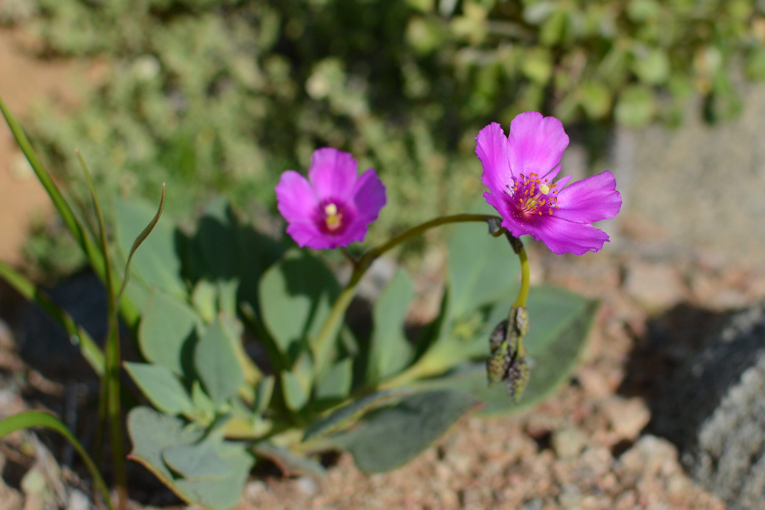 Pata de guanaco (Cistanthe grandiflora)