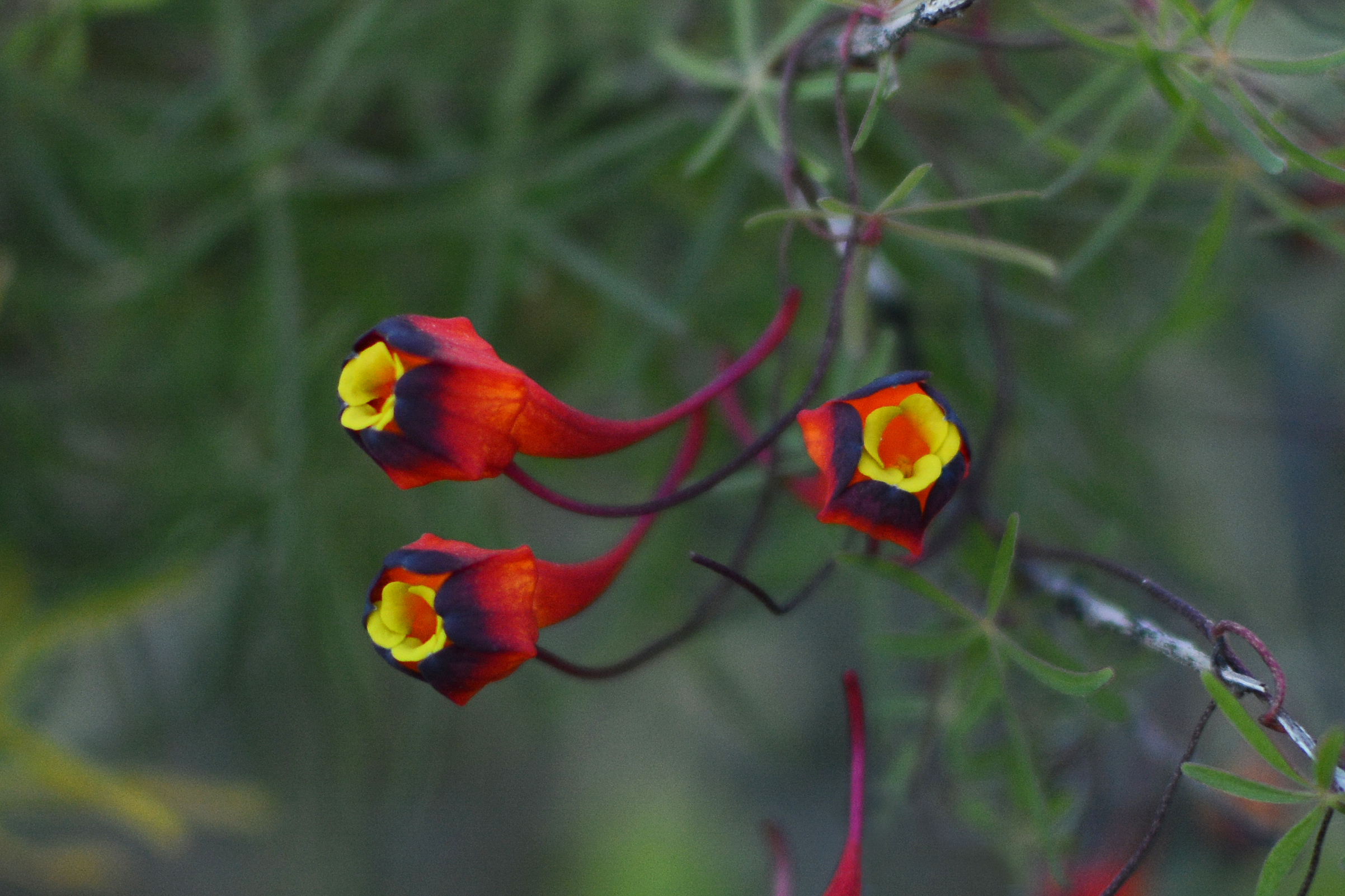 Soldadito (Tropaeolum tricolor)