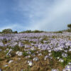 Desierto Florido en la Región de Coquimbo
