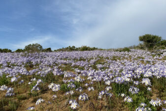 Desierto Florido en la Región de Coquimbo