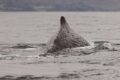 Cachalote en archipiélago de Humboldt