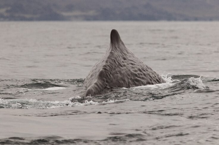 Cachalote en archipiélago de Humboldt