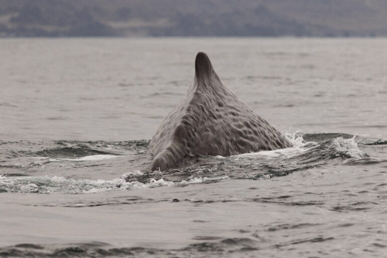 Cachalote en archipiélago de Humboldt